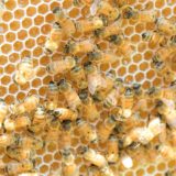 03 砂糖及び甘味類